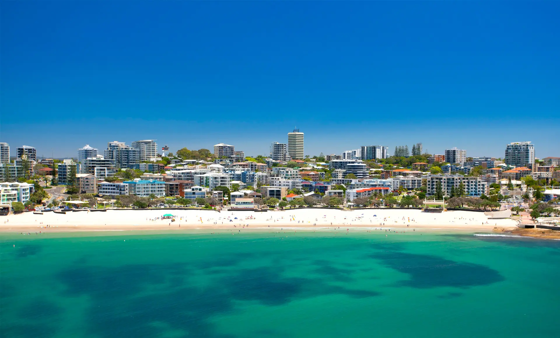 Image of kings beech in Caloundra