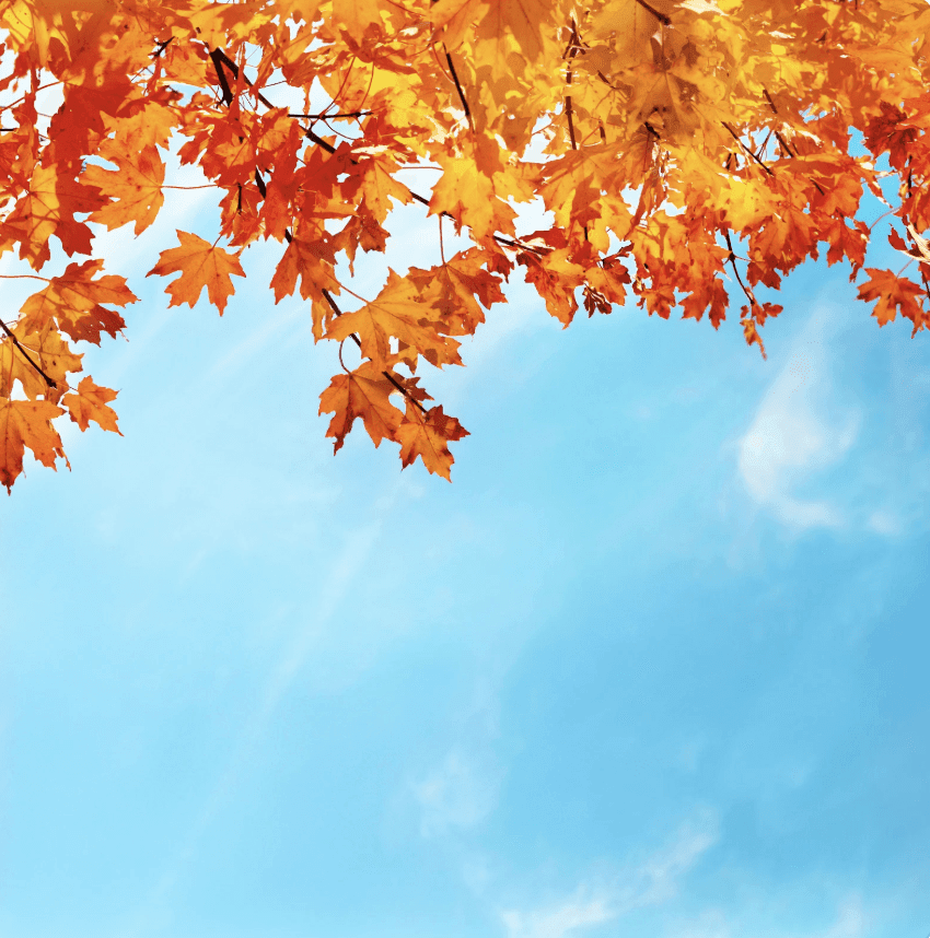 Roof cleaning guide