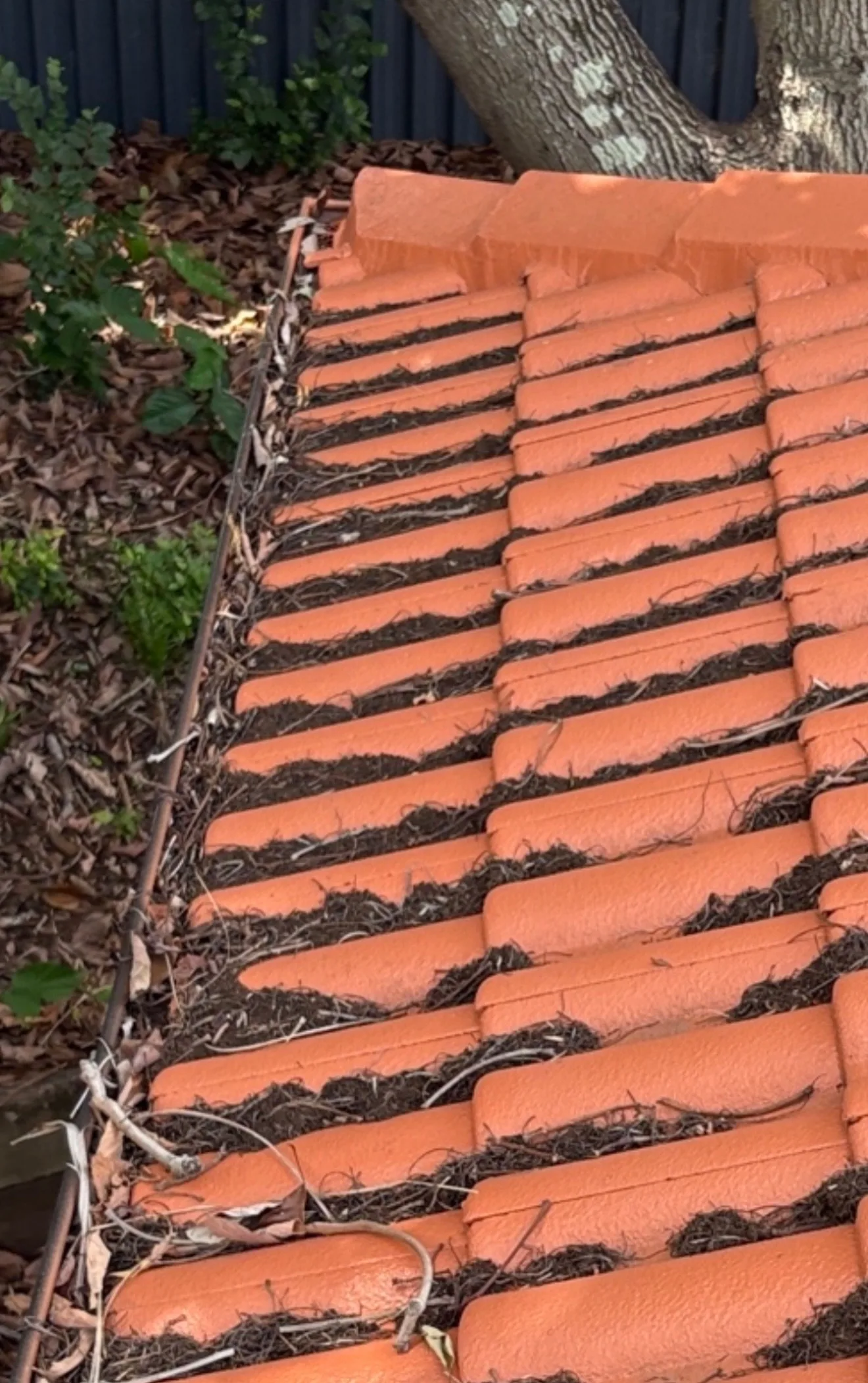 Professional Roof Cleaners After