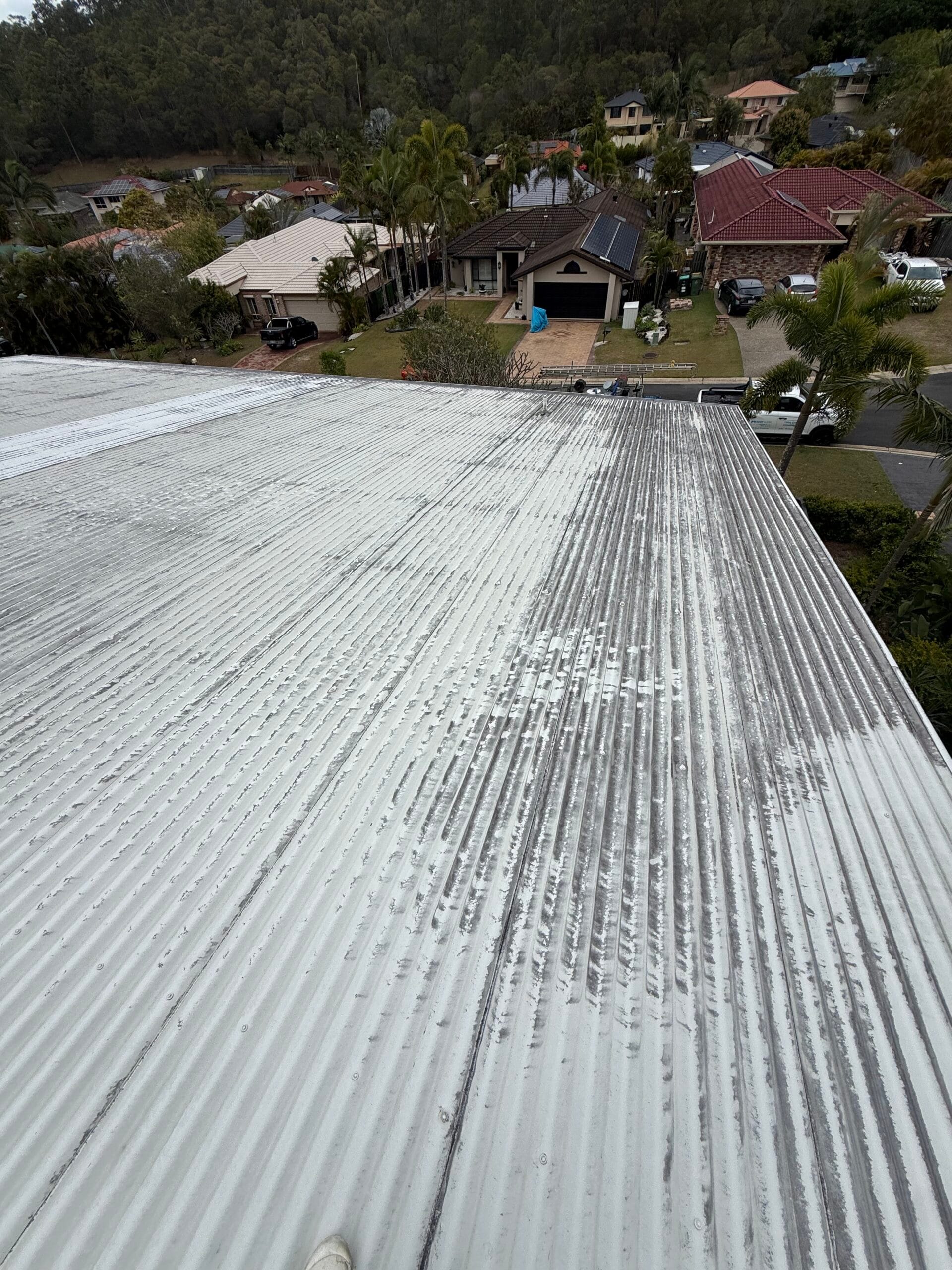 Pacific pines Before